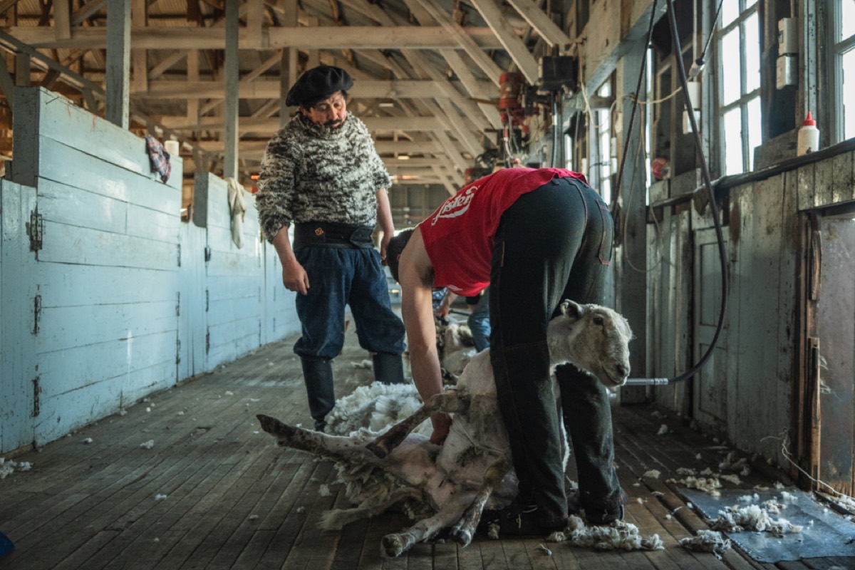 Sheep-shearing inside a Patagonian estancia shed, a gaucho in a beret looking on