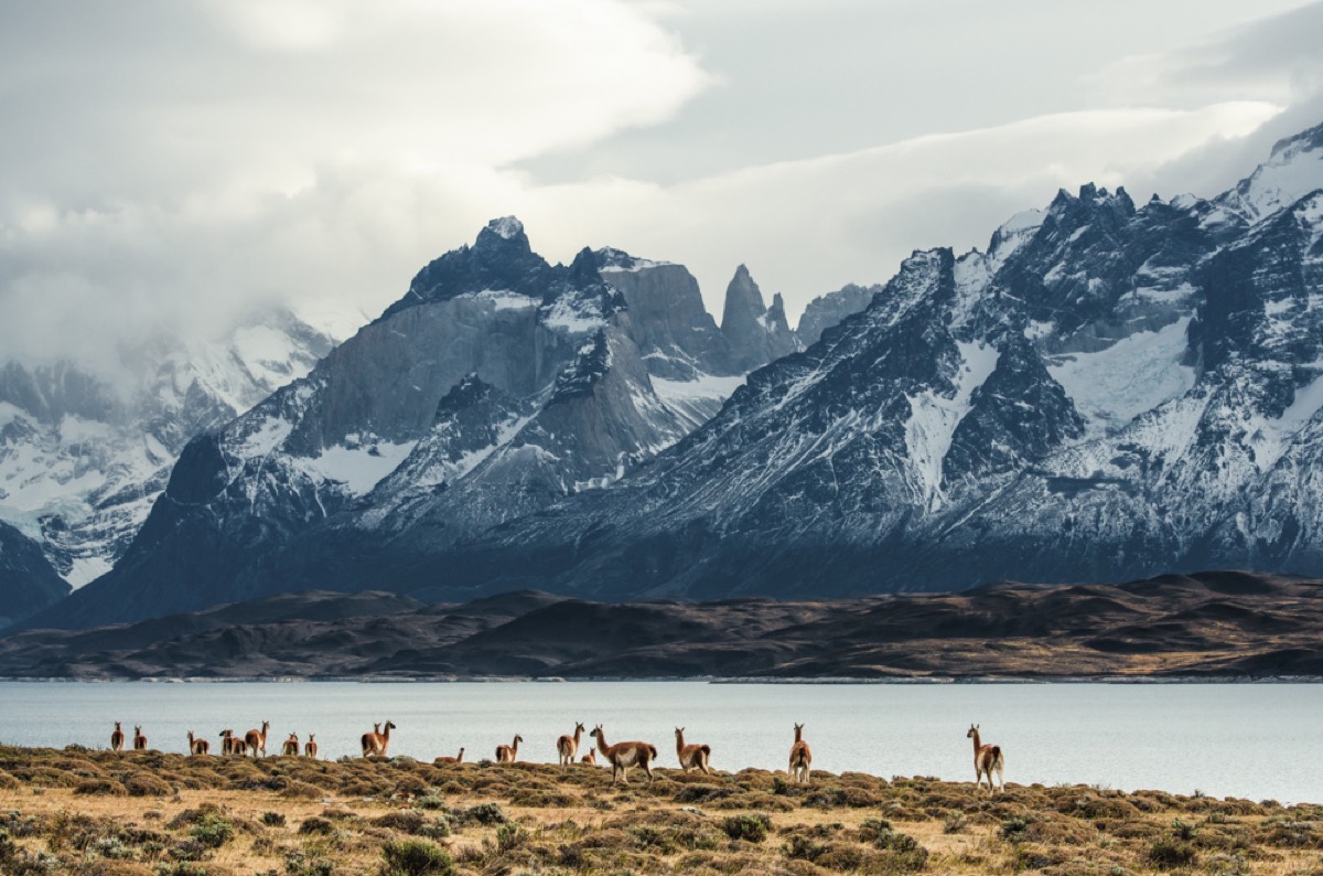 A herd of guanacos grazing on the steppe below the snow-capped Paine massif