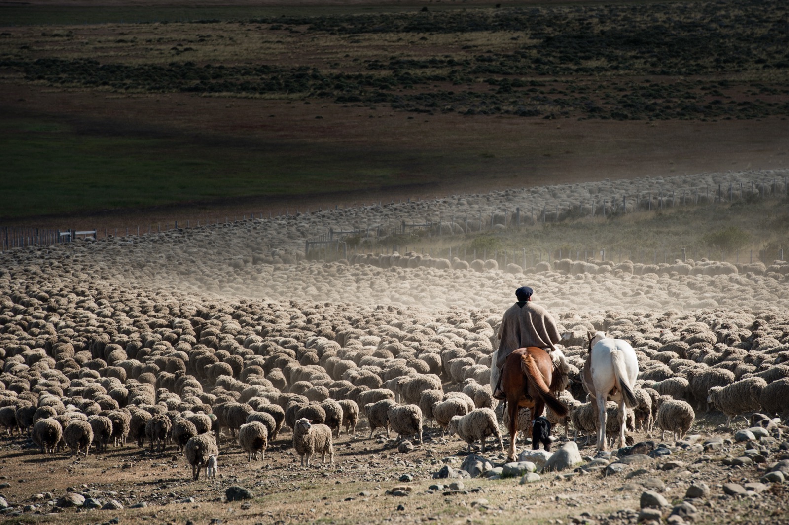 Sheep-shearing inside a Patagonian estancia shed, a gaucho in a beret looking on