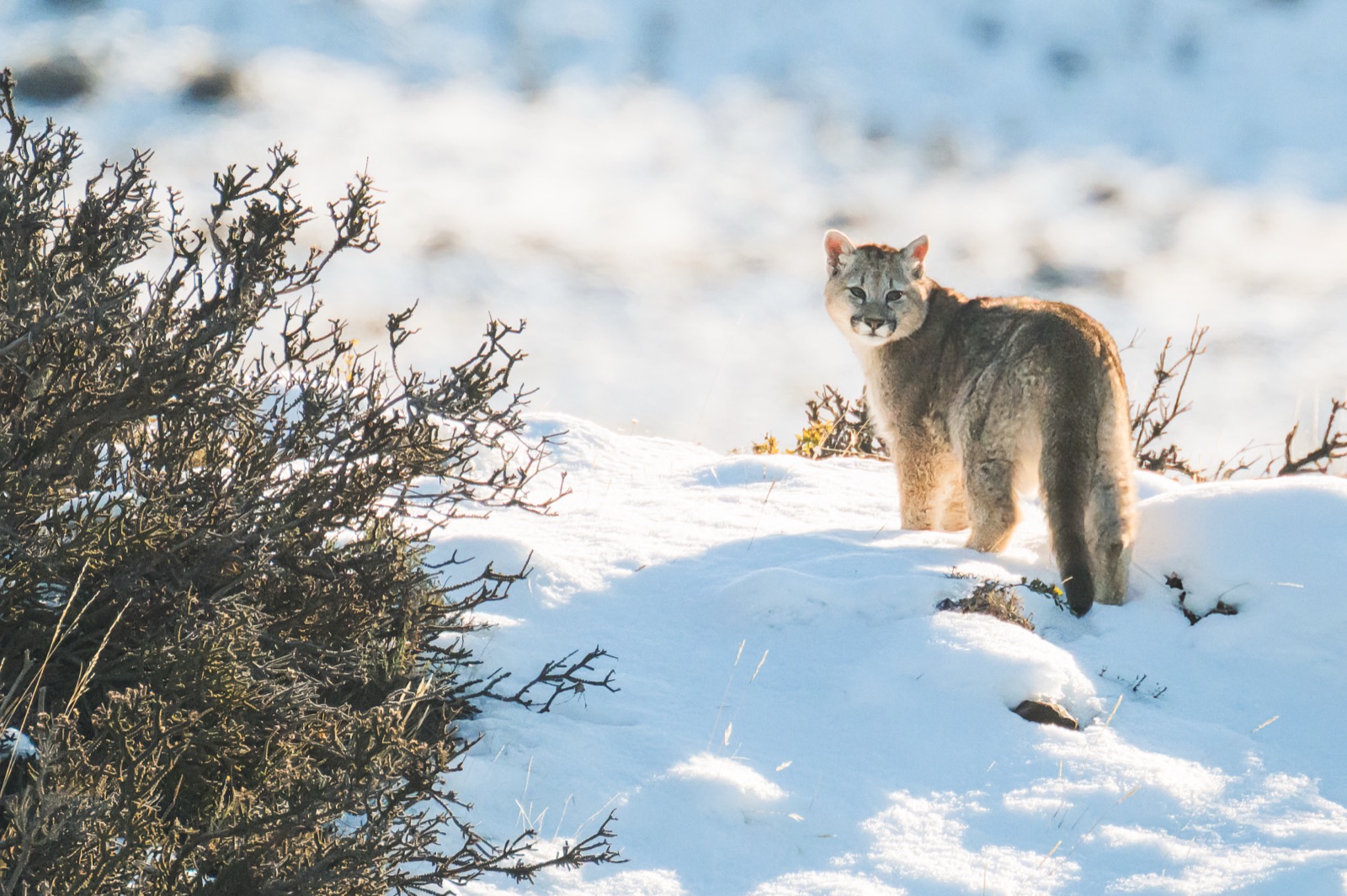 A herd of guanacos grazing on the steppe below the snow-capped Paine massif
