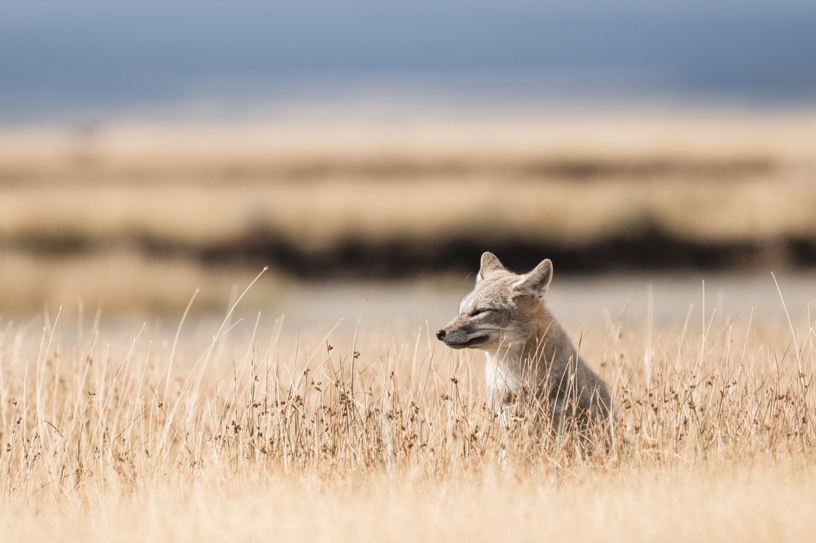 A herd of guanacos grazing on the steppe below the snow-capped Paine massif