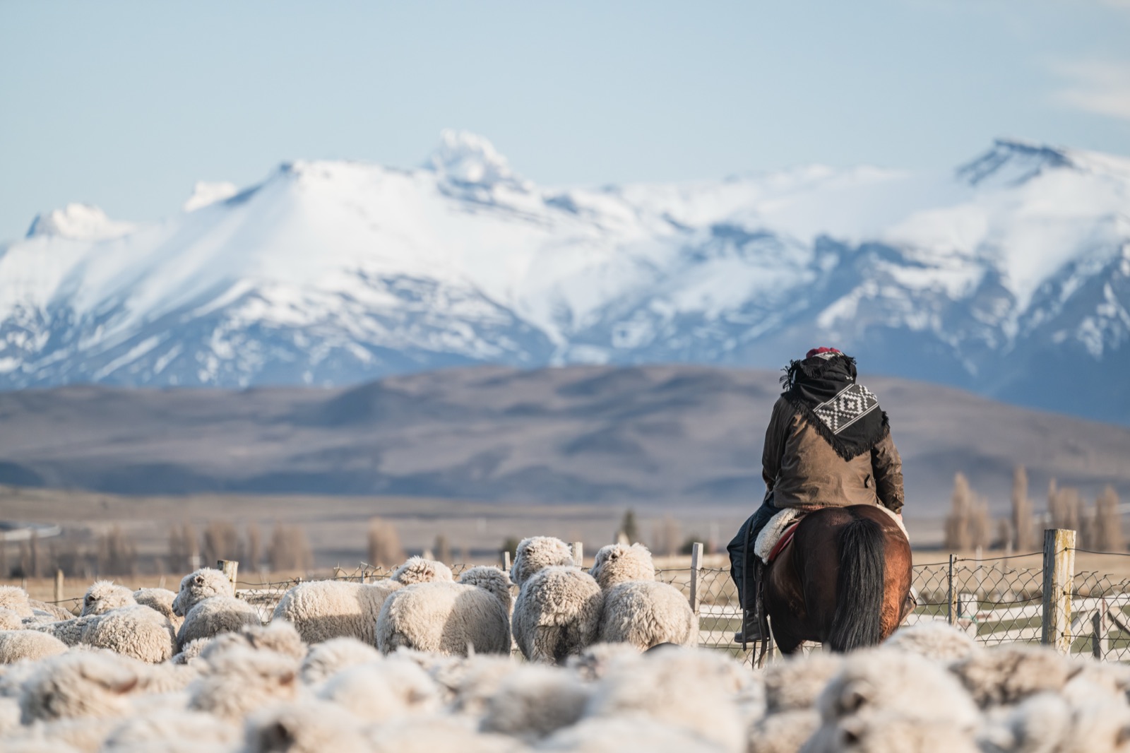 Sheep-shearing inside a Patagonian estancia shed, a gaucho in a beret looking on