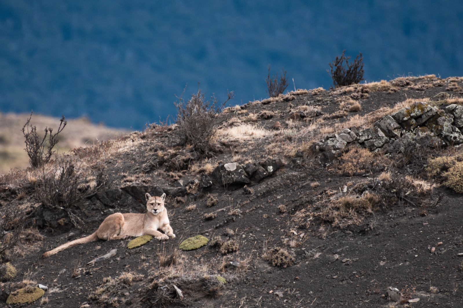 A herd of guanacos grazing on the steppe below the snow-capped Paine massif
